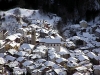 Una veduta invernale verso Lozzo di Cadore da Soracrode; al centro il campanile e la ex chiesa parrocchiale ora auditorium