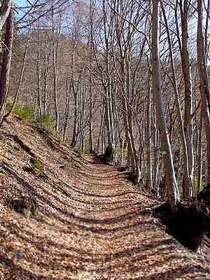 La strada da luoide nel tratto dell'Anello dei Faggi (sv. 8) prossimo a Le Vale