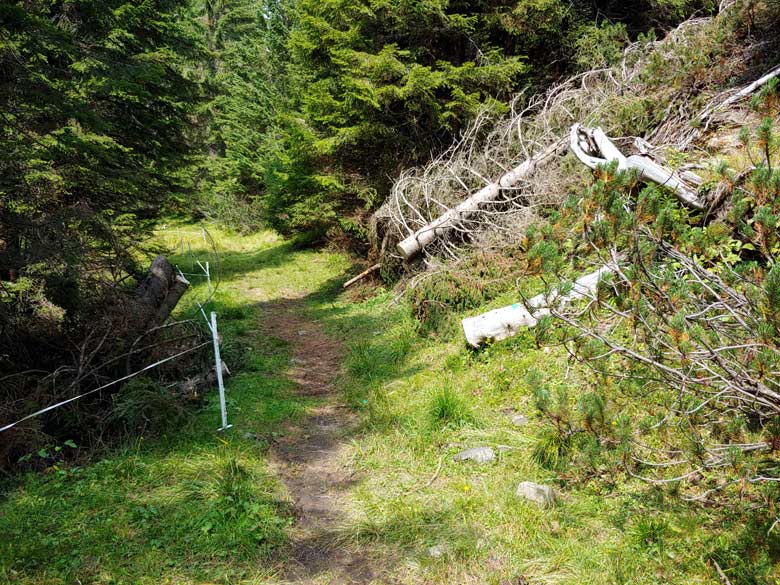 Rimozione schianti da Anello dei Colli 003 (agosto 2019)