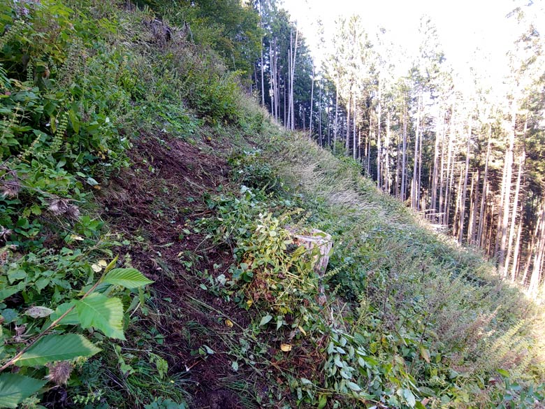 Prima zappatura del Troi dele Ciaure nel tratto di radura sopra Loreto; il taglio delle piante negli scorsi anni ha comportato l'arrivo di vigorosa vegetazione erbacea che ha "nascosto" la traccia originaria, ora ripristinata.