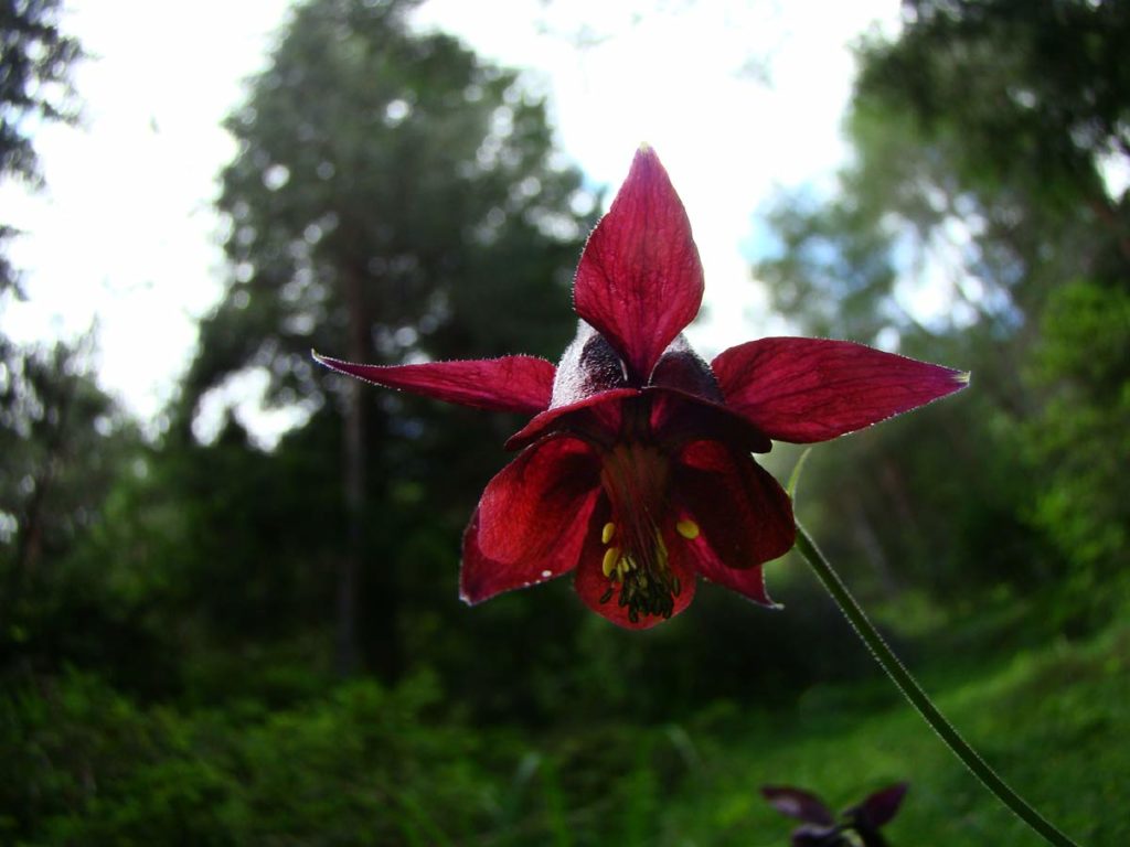 Aquilegia atrata