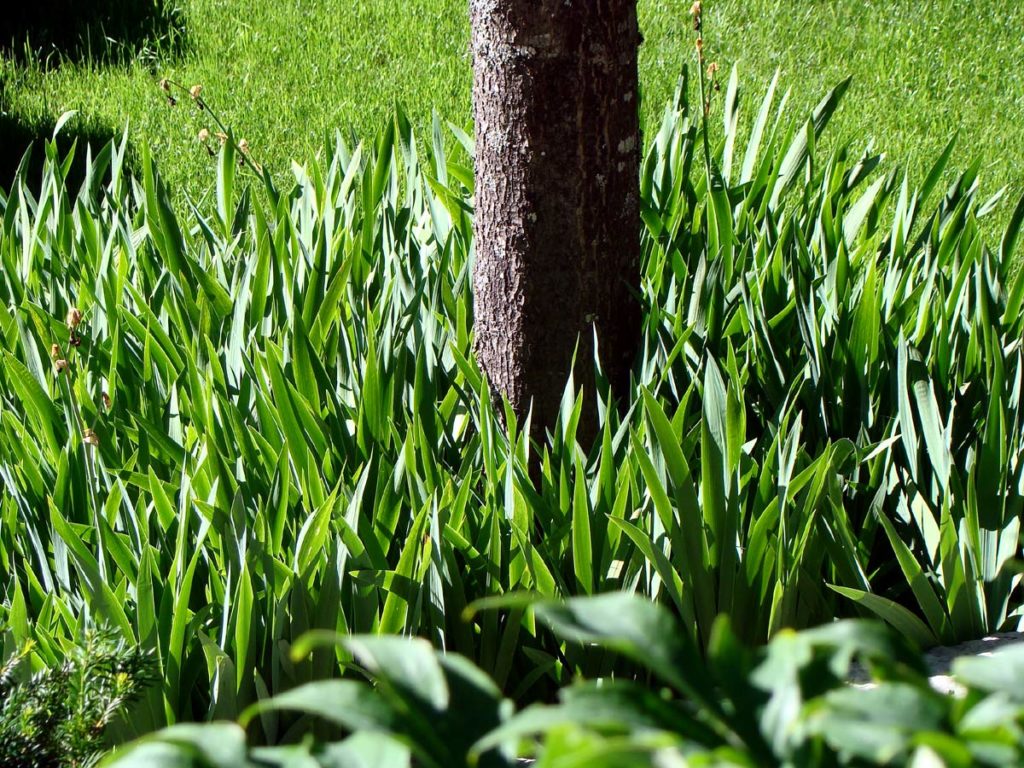 Gladioli