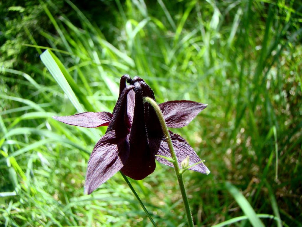 Aquilegia atrata nei pressi dei Ciantoi