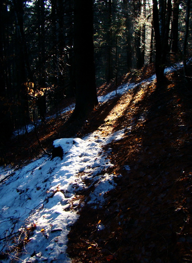 Luci nel bosco