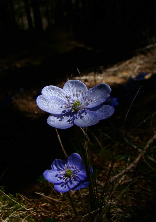 Anemone epatica