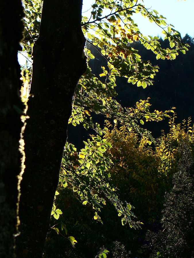 Foglie di faggio in controluce