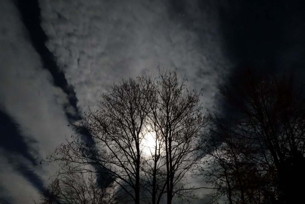 Luna tra gli alberi