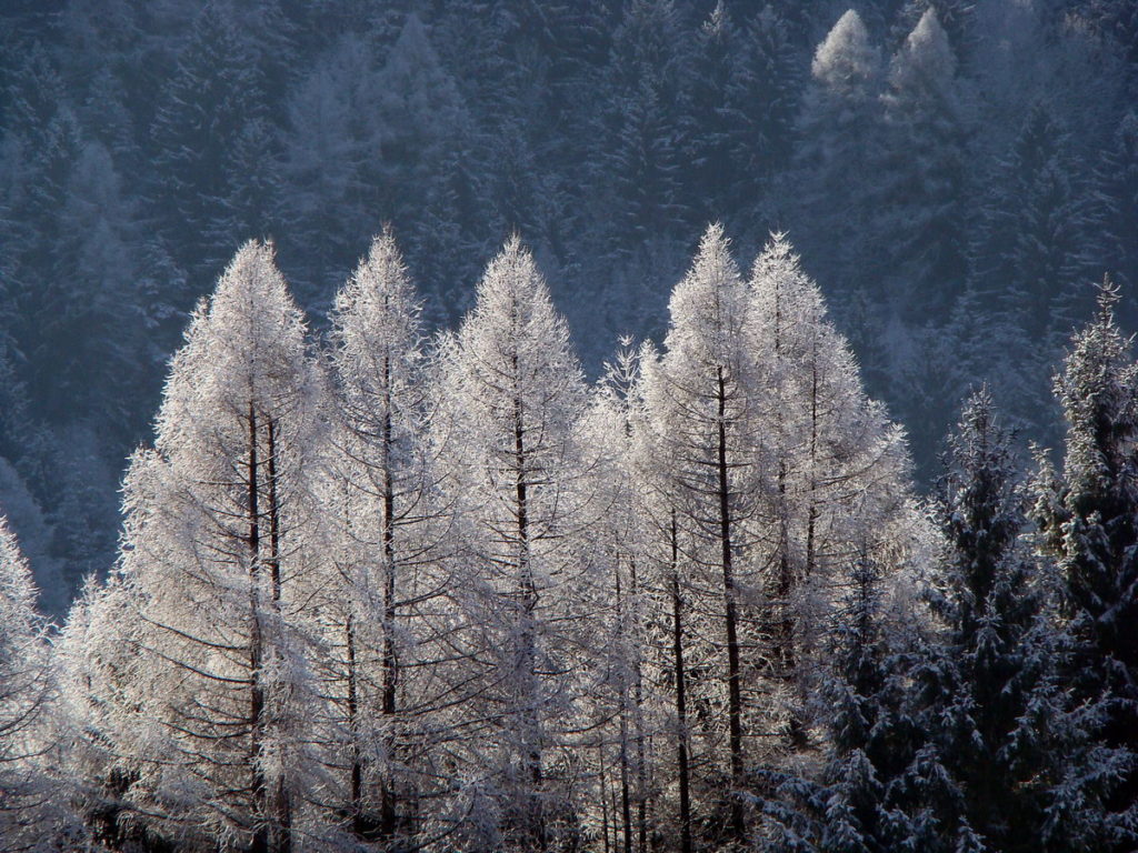 Larici con un velo di neve