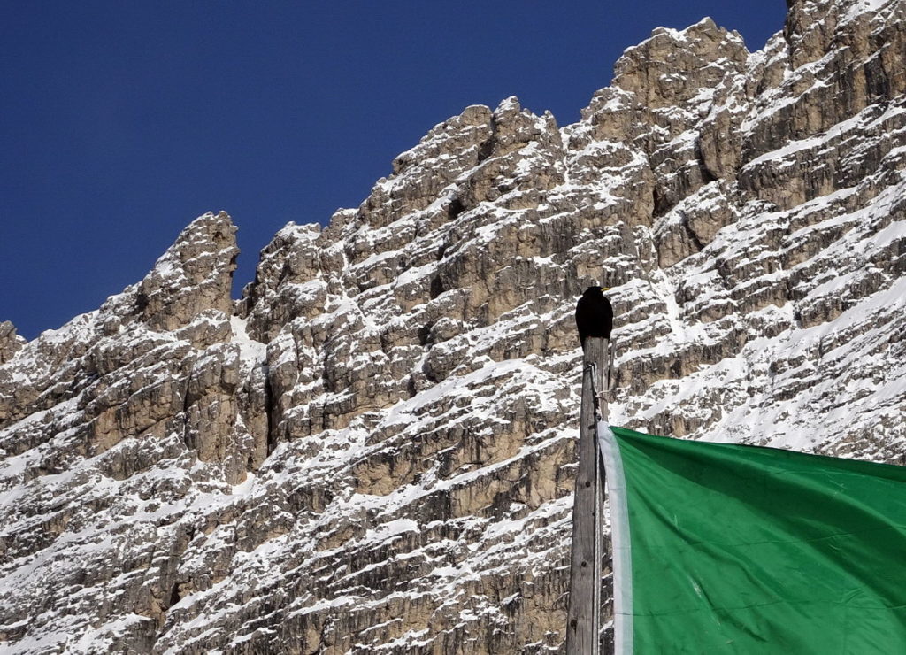 Gracchio alpino sul pennone della bandiera del rifugio Col de Varda; sullo sfondo i contrafforti della Cima Cadin di Misurina