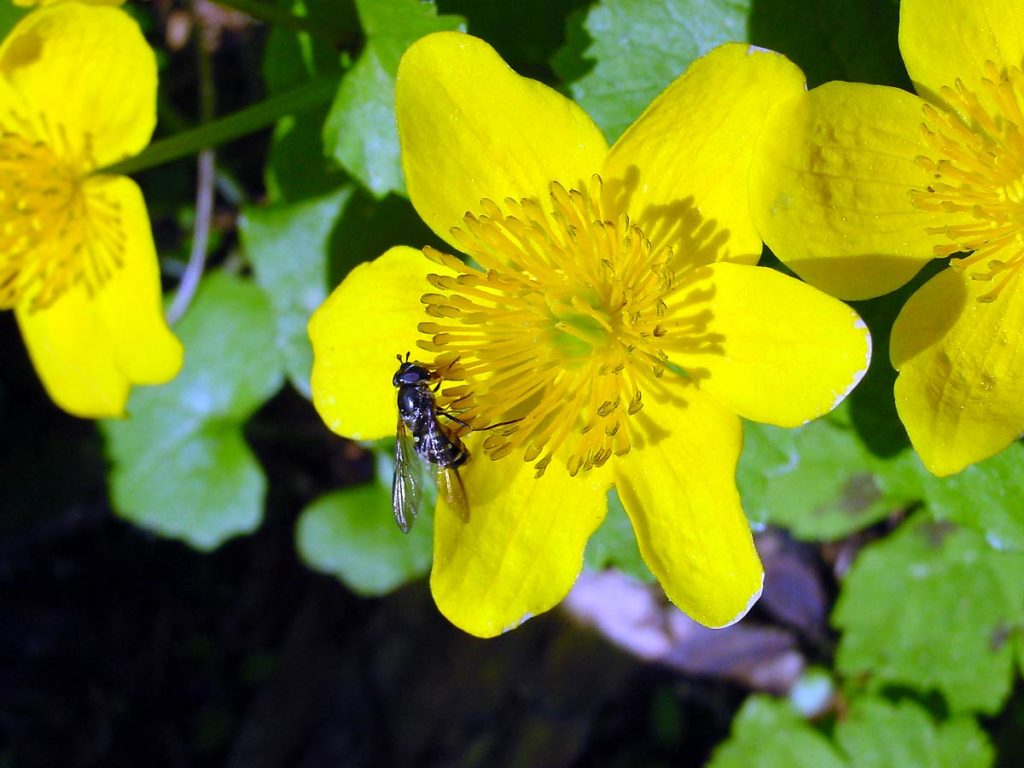 Vespa su fiore