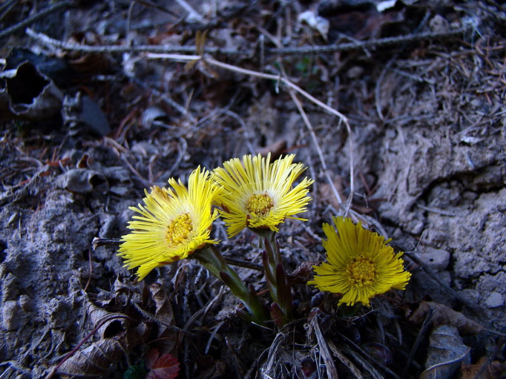 Tussilago Farfara