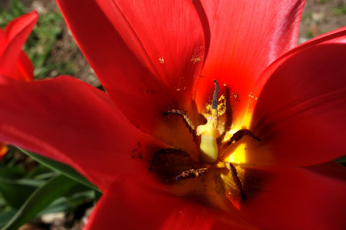 Tulipano (venghino signori, venghino...)