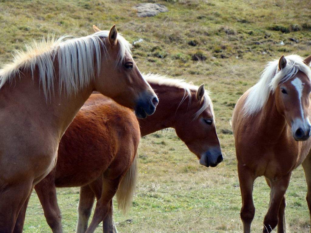 Cavalli al pascolo a Pian dei Buoi