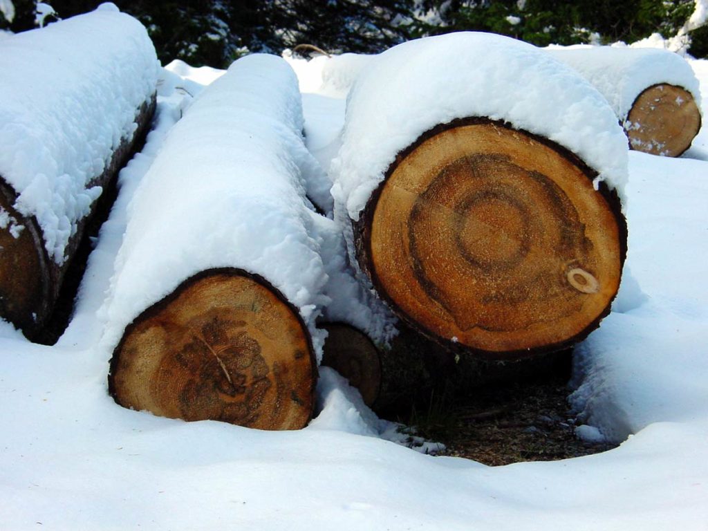 Tronchi sotto la neve