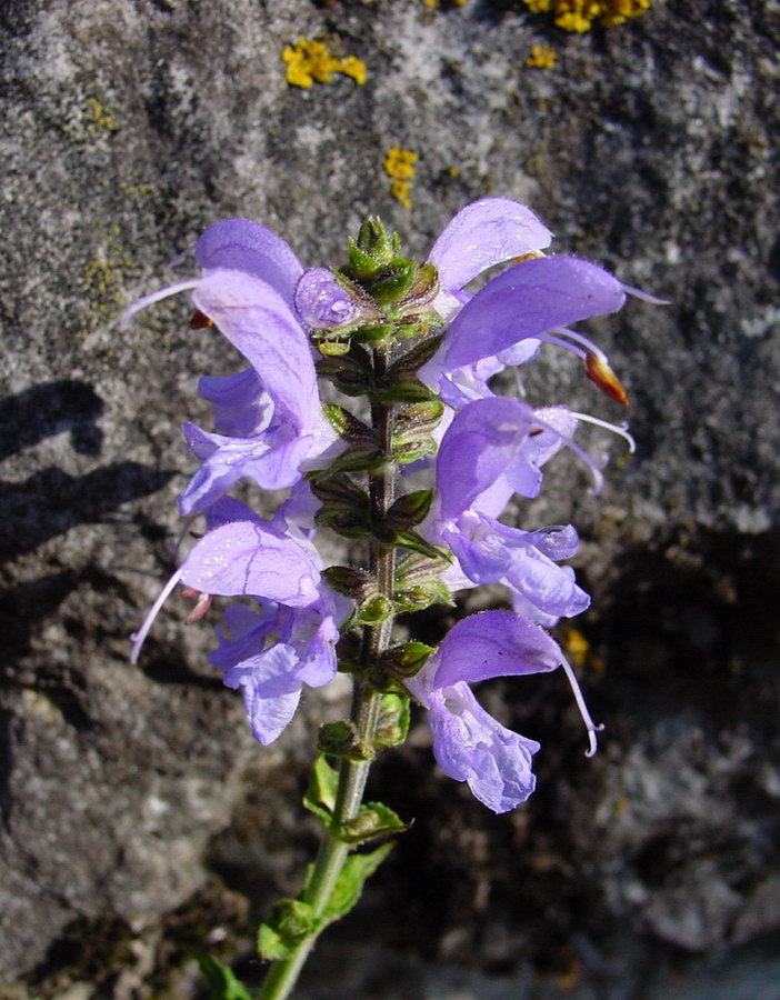 Salvia dei prati