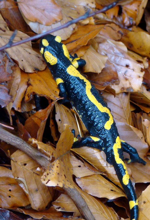 Salamandra