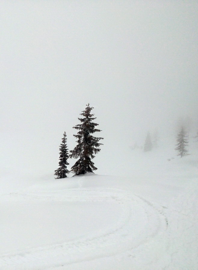 Alberi nella nebbia