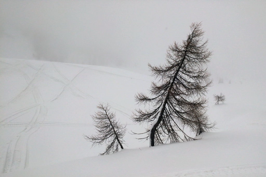 Alberi nella nebbia al Ciadin de Razo