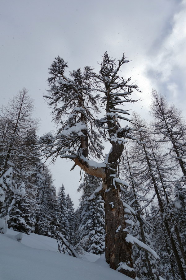 Candelabro arboreo