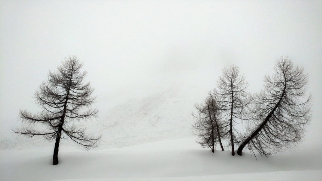 Alberi nella nebbia ai piedi del Col Dumela